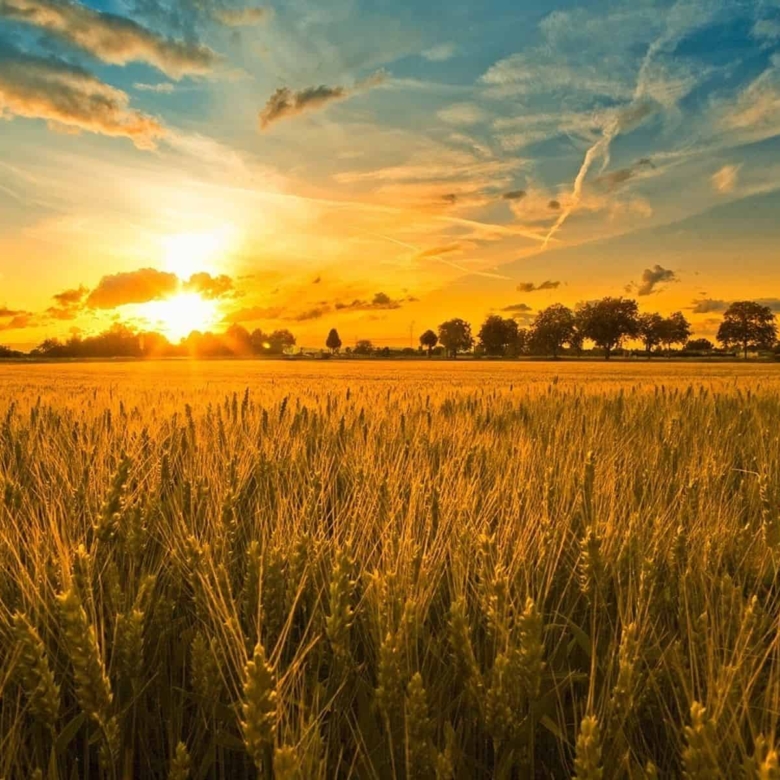 Agricultural Land